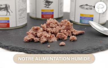 Perro Alimentation humide